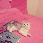 개냥이)우리집 코코와찡이의소소한사진<b>vv</b>