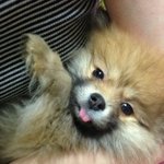 뚱수니 동거이야기 (순이편) -<b>포</b><b>메</b>주의