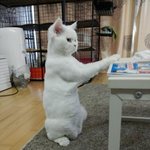 [수정]털 밀고 난뒤 화가난 개냥이들을 소개합니다