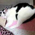 [냥판] <b>대두</b>김용배의 집주인은 누구 ?