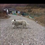 머리통만 <b>진돗개</b>