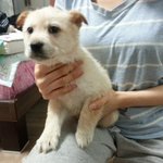 (분양완료!)[<b>비닐</b>봉지에 쌓여 버려진 새끼강아지] 꼭 좀 봐주세요...