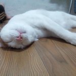 털이 많아도 괜찮아