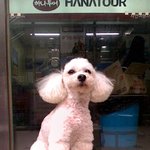 우리집 가족 똘이* 를 찾습니다.