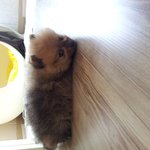 고양이같은포오의<b>성장</b>과정