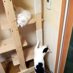 [냥판] 대두 김용배의 소소한 실시간 용구타임~