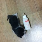새끼아가고양이 입양하실분!!!!!!!!(<b>청주</b>지역)