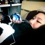 [냥판] 똥고양이 식빵 fail