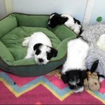 저런 강아지 키우고싶다 ㅠㅠ 완전<b>귀엽</b>....