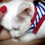 [냥판] <b>comeback</b> #2 (앙칼진 김이만두 )