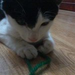 [냥이] 쫑의 <b>입성</b>  (2탄)