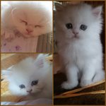 [냥이] <b>아가</b>의 등장... (3탄)