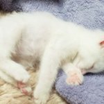 우리<b>집</b> 아이스크림 <b>두</b>냥이(5)