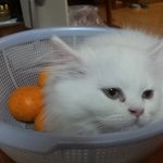 [냥이]  쫑이는 따라쟁이? <b>질투</b>?   (4탄)