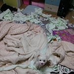 말티:##<b>복순</b>이에일상빡침. . ㅋ