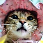 (스압 냥)시베리안 <b>야생</b> 삵묘 김골뱅이 또~왔어요