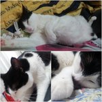 [냥이] 쫑언니와 <b>아가</b>동생의 마지막