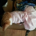 우리땡<b>순이</b>도 자랑해요 ^^(냥판)