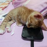 [냥판] 티거임니당3