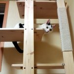 [냥판] 대두김용배의 깍깍이와 축구* *!