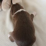 미니 오스트레일리안 <b>루리</b>의 두번째 성장일기!