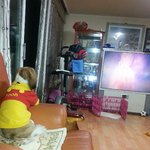 tv보는 강아지 잘때 깨우면 어떻게된다????