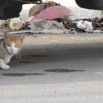 그날, 너덜너덜한 녀석을 주웠다.