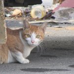 그날, 너덜너덜한 녀석을 주웠다.<<b>번외</b>>