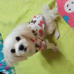 봉식이봉구 <b>장가</b>한번 보내주세요