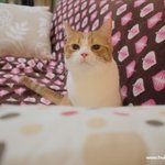 고양이가 무섭다고요??(유봉이 미<b>소판</b>)