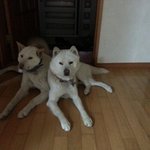 [가비두비23탄] 사람인지 개인지 헷갈리는 똥꼬발랄우리집멍멍2들을...