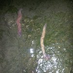 사진)한강에 <b>놀러</b> 갔다가 이상한 생물체를 봤어요.