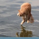 <b>절묘</b>한 타이밍의 사진들