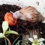 달순&amp;달봉이 새끼들 <b>무료</b>분양해요.