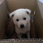 잘생긴 백구 ㅋ 아님 말고