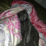 누가 고양이가 무섭대 ???!!! 홈보이와 포도입니당