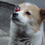 학대로 눈동공이 나온 불쌍한 강아지 <b>임보</b> 급히 찾습니다!!