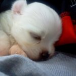 저희집 귀염<b>둥이</b> 막내 "곰이" 생일입니다 ㅋㅋㅋ!