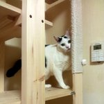 [냥판] 대두김용배의 그놈(?) 목소리