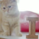 인피니트 '<b>man</b> in love'