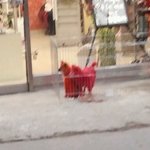 이거 동물학대로 신고할수있나요? 도와주세요(사진)(추가)