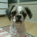 순해도너~~<b>무순</b>한 금동이를 소개합니다