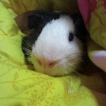 기니피그판] 장모,단모 다 모엿땋!-1탄