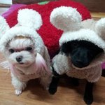 울예삐와 그<b>식구들</b> 소개합니당ㅎㅎ