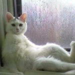 진짜 갖고싶은 직장동료15탄 하얀날