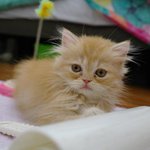 장화신은 고양이 <b>룰루</b>