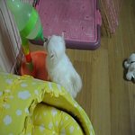 (1편)나의 사랑 너의 사랑 <b>짱아</b>ㅎㅎㅎㅎ사진多多