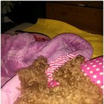 (사진多)누리표 필살 4단 애교 보러 오세요~~