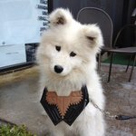 ✖✖✖ <b>울</b><b>집</b> 강아지 생일 선물로 준 목걸이 !! ✖✖✖
