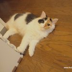 유봉이 두살 생일파티~(유봉이네판)